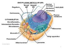 Maybe you would like to learn more about one of these? Cell Fractionation Technique Cell Fractionation Takes Cells Apart