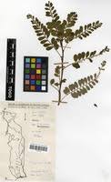 Image result for Phyllanthus odontadenius