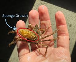 Image result for Angraecopsis gracillima