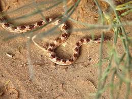 Yellow snake with black spots india. Snakes Venomous And Non Venomous Found In The Uae A Guide Science Gulf News