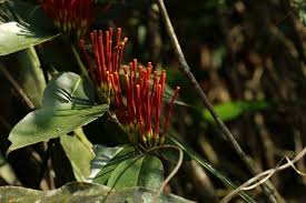 Image result for Englerina