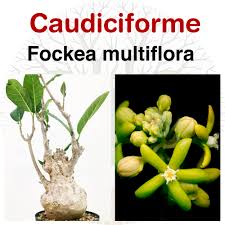 Image result for Fockea multiflora