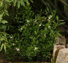 Image result for Turraea obtusifolia