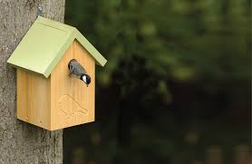 Image result for Flyte Blackbird Nest Box