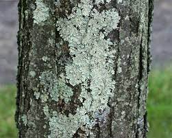 Pagesotherjust for funlachen lachen & lachen. Fs1205 Tree Dwelling Lichens Rutgers Njaes