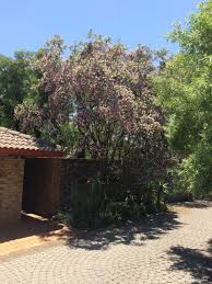 Image result for Dais cotinifolia