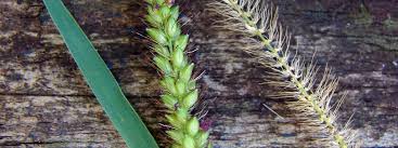 Image result for Setaria homonyma