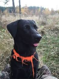 Ofte er betegnelsen hægtet på en hund fordi den er specielt lille og spidssnudet, og sågar kan man finde f1 labrador der ikke engang er. Formel 1 Gul Saelges I Ronde
