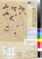 Image result for Sphenostylis briartii