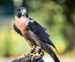 Peregrine falcon, the most widely distributed species of bird of prey, with breeding populations on every continent except antarctica and many oceanic islands. Peregrine Falcon Lindsay Wildlife Experience