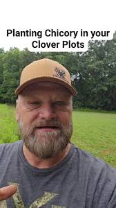 Planting Chicory in your Clover Plots. #365withthewhitetailguy  #thewhitetailguypodcast #thedailydeerreport #tactacamreveal #deerseason2025  #midwestbucks #deerhunting #bowhunterslife #thewhitetailguy ...