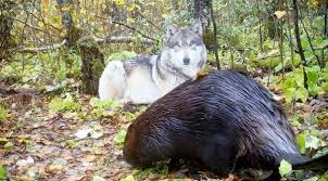 Official account of wolverhampton wanderers. Patience Is A Virtue How Northern Minnesota Wolves Ambush Their Prey Mpr News