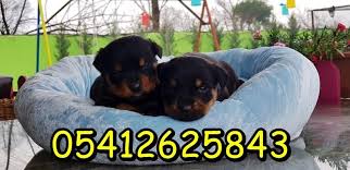 Koca Kafa Rottweiler Rottweiler Yavrulari Rottweiler