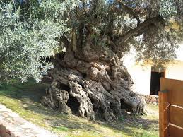 Pin By Robin Kelley On Amazing Trees In 2020 Olive Tree Tree Beautiful Tree