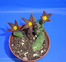 Image result for Piaranthus atrosanguineus