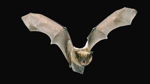We hope you enjoy our growing collection of hd images to use as a background or home. Bat Animal Wallpapers Wallpaper Cave