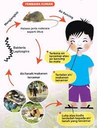 Kami mengambil sampel spesimen dari seluruh dunia, kata pimpinan. Penyakit Kencing Tikus Leptospirosis Sihat Net