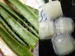 Menghilangkan jerawat caranya sangat sederhana dan dapat dilakukan dirumah. Kiub Lidah Buaya Hapuskan Masalah Kulit Patutlah Ramai Yang Gigih Buat Frozen Macam Ini Mingguan Wanita
