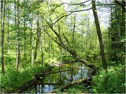 Auf den spuren der könige der urwälder. Bialowieza