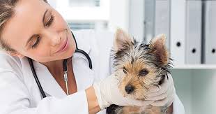Not all of these changes are likely to be cancerous, but if you find that they are painful for your canine pet and have a rapid growing rate, it is advisable to consult a specialist in. 12 Common Dog Cancer Symptoms Care Com