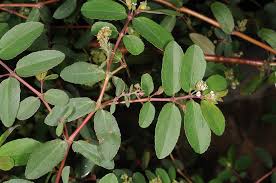 Image result for Euphorbia hypericifolia