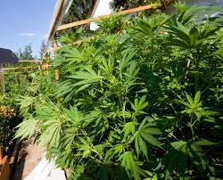 Selbst wenn du cannabis in deinem eigenen garten anbaust, kannst du nie wissen, wer beim nächsten nachbarschaftlichen grillen in deinem garten herumspioniert. Frankfurt Die Cannabis Plantage Im Nachbargarten Frankfurt Faz