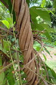 Ayahuasca Vine Harvesting In The Peruvian Amazon American Botanical Council
