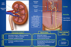 Rsna 2015 Ctisus Com Ct Scanning
