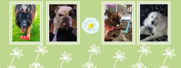 Hoffman estates animal hospital, south barrington. North Hoffman Veterinary Clinic Home Facebook