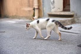 Jadi mewarnai gambar kucing lucu itu sangat baik untuk menghilangkan stress. Apakah Kita Harus Memberi Makan Kucing Liar Di Sekitar Rumah Semua Halaman Bobo