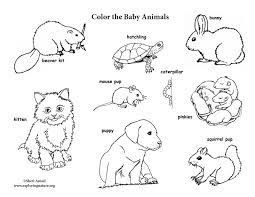 Here is a free coloring page of baby animal. Baby Animal Labeled Coloring Page