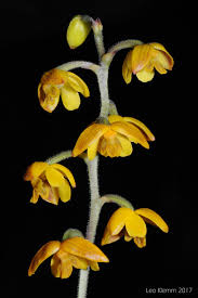 Image result for Polystachya malilaensis