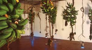 Tres décadas de creación con el arte y la tecnología. 1996 Musa Paradisiaca Jose Alejandro Restrepo