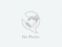 Craigslist Animals And Pets For Adoption Classifieds In Papillon Puppies For Sale Akc Puppyfinder Just Came Across This O Dog Adoption Dogs For Sale Chow Dog