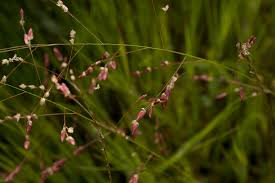 Image result for Eragrostis unioloides