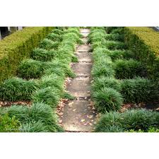 Image result for Ophiopogon