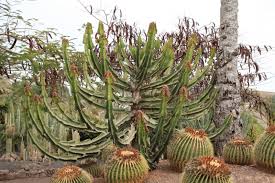 Image result for Euphorbia transvaalensis