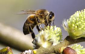 Bee sting venom contains proteins that affect. Bumblebees Vs Honeybees What S The Difference And Why Does It Matter The Student Conservation Association