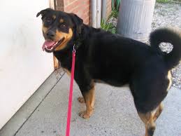 If you are out of town, we can schedule a face to face over facetime or skype! Dog For Adoption Rocky A Rottweiler Mix In Trumbull Ct Petfinder