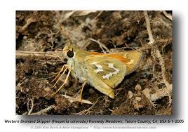 Image result for Gyrodoma hispida