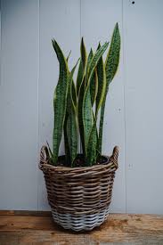 Sansevierias are some of the toughest plants you can find. Basket Weaver Lg Snake Plant Brier Rose Design