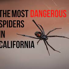 Black widow spiders are usually found along the lake michigan coast line. Most Dangerous Spiders In California Owlcation