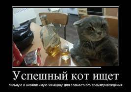 демотиваторы :: котэ