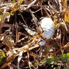 Maybe you would like to learn more about one of these? Big White Spider With Black Stripes On It S Back Its Legs Are Black And Yellow Virginia Spiders
