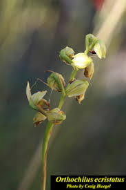 Image result for Orthochilus