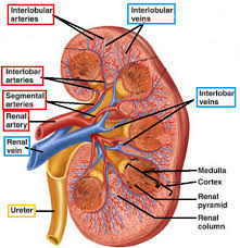 Trace blood into and out of the kidney. The Renal System