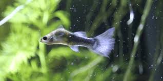 Guppy Fish Growth Stages
