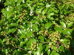 Image result for Zanthoxylum sp. A