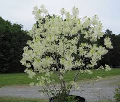 Image result for Chionanthus