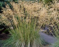 Image result for Stipa
